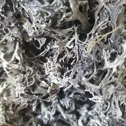 100 г пармелія лишайник - свіжий урожай