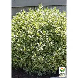 Саджанець Agro-Market Дерен 2-х річний Elegantissima С2 висота 40-50 см (182328) 1 шт. в упаковці - мініатюра 2