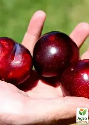 Саджанець Agro-Market Сливово-черешневий гібрид Надія (посухостійкий, солодкий сорт, середній термін дозрівання) 1 шт. в упаковці (181928) - мініатюра 2