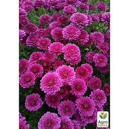 Саджанець Agro-Market Хризантема мультифлора куляста Staviski Purple (101626) 1 шт. в упаковці - мініатюра 4