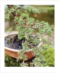 Grow Bonsai - мініатюра 3