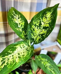 Саджанець Agro-Market Дифенбахія (Dieffenbachia) Compacta (50618) 1 шт. в упаковці (комнатный) - мініатюра 2