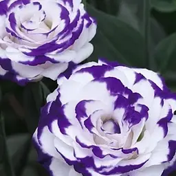 Еустома махрова "Arena Purple Picotee" укорінена в контейнері Р9 (50590) 1 саженец