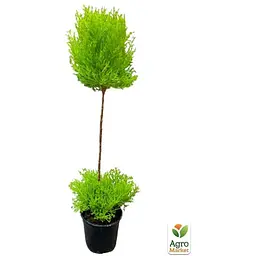 Саджанець Agro-Market Кипарисовик на штамбі 3-х річний Goldcrest Wilma (50-80см) (62265) - мініатюра 2