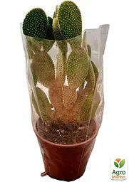 Саджанець Agro-Market Опунція кімнатна С3, 20-25 см 1 шт. в упаковці (182634) - мініатюра 2