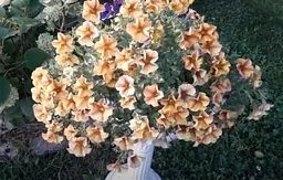 Петхоа Гібридна BeautiCal Caramel Yellow (контейнер №10 висота 10-15 см) Agro-Market 1 саджанець в упаковці (50338) - мініатюра 2