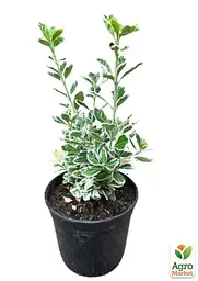 Саджанець Agro-Market Бересклет Японський 2-х річний Kathy (висота 20-40см) (116252) - мініатюра 2