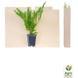 Саджанець Agro-Market Ялівець горизонтальний Andorra Compact (контейнер Р9, висота 10-20 см) (24935) - мініатюра 2
