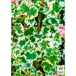 Саджанець Agro-Market Пеларгонія пестролиста Frank Headly (контейнер № 10 висота 10-20 см) (49116) 1 шт. в упаковці - мініатюра 2