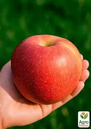 Саджанець Agro-Market Яблуня Граф Еззо (пізній термін дозрівання) 1 шт. в упаковці (39830) - мініатюра 2