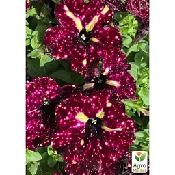 Саджанець Agro-Market Петунія ампельна Lightning Sky (контейнер №10 висота 10-15 см) (52227) 1 шт. в упаковці - мініатюра 2