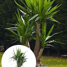 LMTD Юкка Гігантська Слонова Agro-Market 3-х річна "Yucca Elephanipes" (висота 45-65см) (184375) 1 саджанець в упаковці кімнатний Нідерланди