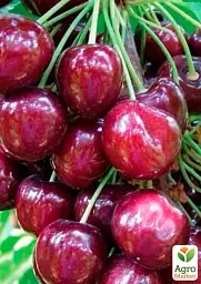 Саджанець Agro-Market Черешня карликова Сем 1 шт. в упаковці (37366) - мініатюра 2