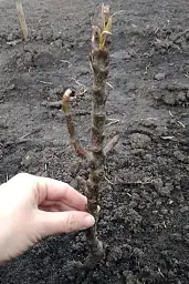 Саджанець Agro-Market Груша колоновидна Декора Ексклюзив 1 шт. в упаковці (21344) - мініатюра 3