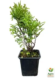 Саджанець Agro-Market Туя західна Tiny Tim С3 висота 15-20 см 1 шт. в упаковці (71775) - мініатюра 3
