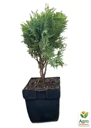 Саджанець Agro-Market Туя західна 4-річна Danica (Thuja occidentalis) С3 висота 20-30 см 1 шт. в упаковці (116266) - мініатюра 3