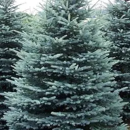 Ялина блакитна Agro-Market Kaibab висота 160-180 см 146264 1 саджанець в упаковці