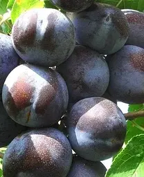 Саджанець Agro-Market Слива Блю Фрі (осінній сорт, пізній термін дозрівання) (15795) 1 шт. в упаковці - мініатюра 2