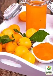 Саджанець Agro-Market Слива Улюблена Млієва (літній сорт, ранній термін дозрівання) 1 шт. в упаковці (39992) - мініатюра 4