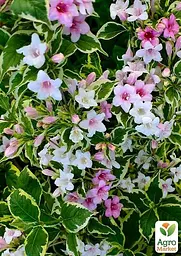 Саджанець Agro-Market Вейгела Nana variegata (Ряболисті) (52510) - мініатюра 2