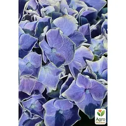 Саджанець Agro-Market Гортензія великолисткова Saxon Candy Heart Blue (183474) 1 шт. в упаковці - мініатюра 2