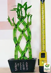 Саджанець Agro-Market Бамбук Сандера Dracaena sanderiana (висота 20-30 см) з Нідерландів 1 шт. в упаковці (134213) - мініатюра 4