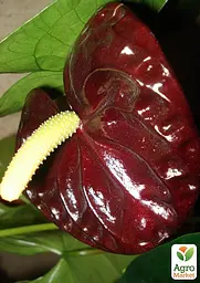 Саджанець Agro-Market Антуріум (Anthurium) Sempre 40-60 см кімнатний 1 шт. в упаковці (115203) - мініатюра 4