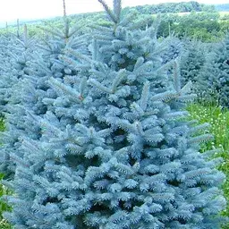 Ялина 3-річна Agro-Market Блакитна колюча Kaibab С1.5 висота 30-40 см 186454 1 саджанець в упаковці