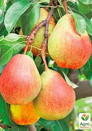Саджанець Agro-Market Груша Ластівка (осінній сорт, середній термін дозрівання) 1 шт. в упаковці (177239) - мініатюра 2