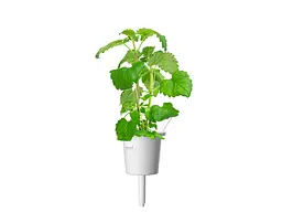 Змінний картридж Click & Grow Котяча м'ята 3 капсули (7465) - мініатюра 2