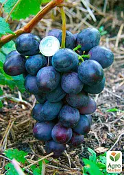 Саджанець Agro-Market Виноград Посланець (крупний, солодкий, морозостійкий) 1 шт. в пакуванні (153784) - мініатюра 2