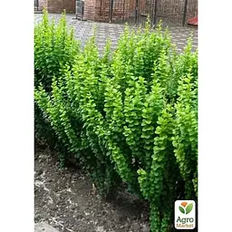 Саджанець Agro-Market Плющ звичайний 2-х річний Erecta С2 висота 40-50 см (182743) 1 шт. в упаковці - мініатюра 2