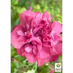 Саджанець Agro-Market Гібіскус деревовидний махровий Freedom (49884) 1 шт. в упаковці - мініатюра 2