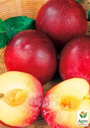 Саджанець Agro-Market Нектарин Хоней Хейвен (лисий персик, літній сорт, середній термін дозрівання) 1 шт. в упаковці (178797) - мініатюра 2