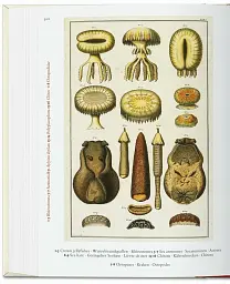 Seba. Cabinet of Natural Curiosities - мініатюра 4