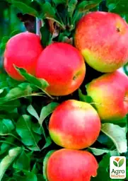 Саджанець Agro-Market Яблуня колоновидна Валюта (зимовий сорт, пізній термін дозрівання) 1 шт. в упаковці (35442) - мініатюра 2