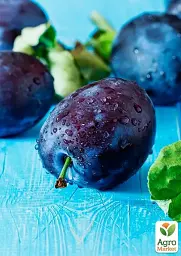 Саджанець Agro-Market Слива Геркулес 1 шт. в упаковці (39957) - мініатюра 4