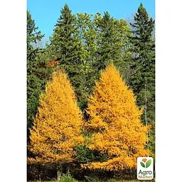 Саджанець Agro-Market Модрина Даурська (Larix Gmelinii) горщик P9 (48848) - мініатюра 4