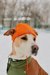Шапка для собак Hat-Dog помаранчева (XXL) - мініатюра 2