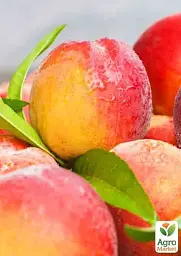 Саджанець Agro-Market Нектарин Супер Квін (лисий персик, літній сорт, ранній термін дозрівання) 1 шт. в упаковці (37420) - мініатюра 2