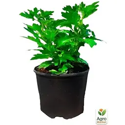 Саджанець Agro-Market Хризантема мультифлора куляста Jasoda White (101629) 1 шт. в упаковці - мініатюра 2