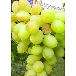Саджанець Agro-Market Виноград Богатяновський (ранньо-середній термін дозрівання) 1 шт. в упаковці (20039) - мініатюра 4