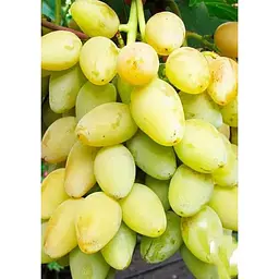 Саджанець Agro-Market Виноград Мускат Оттонель №1 (винний сорт, ранній термін дозрівання, має багатющий мускатний смак) 1 шт. в упаковці (44310) - мініатюра 2