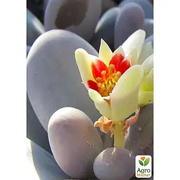 Сукулент Agro-Market Пахіфітум Pachyphytum Oviferum (122943) 1 саджанець в упаковці (кімнатний) Нідерланди