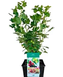Саджанець Agro-Market Аґрус Хіннонмакі Еллоу 2-річний укорінений у контейнері 1 саджанець (180976) - мініатюра 2