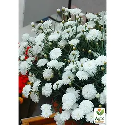 Саджанець Agro-Market Аргирантемум Aramis Double White (контейнер № 10 высота 15 см) (177101) 1 шт. в упаковці - мініатюра 2