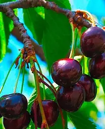 Саджанець Agro-Market Черешня Улюблениця Туровцева (літній сорт, ранній термін дозрівання) (25912) 1 шт. в упаковці - мініатюра 2