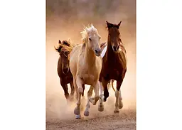 Пазл Clementoni High Quality Collection: Біг коней (High Quality Collection - Horses Running Puzzle - 1000 pcs.), 1000 ел. (39771) - мініатюра 2