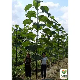 Саджанець Agro-Market Павловнія для деревини Paulownia Energy (Морозостійкий Superhybrid 33С) (50584) - мініатюра 2