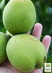 Саджанець Agro-Market Волоський горіх Буковинська бомба (середній термін дозрівання) 1 шт. в упаковці (44480) - мініатюра 3